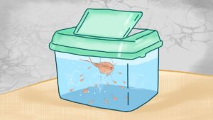 How to continue Triops Breeding cycle
