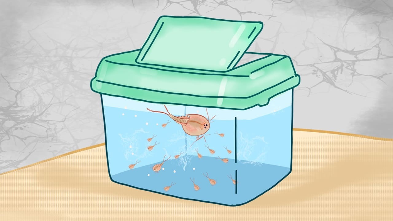 How to continue Triops Breeding cycle