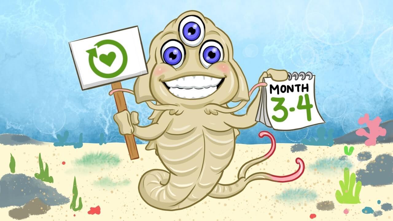 How long does Triops live?